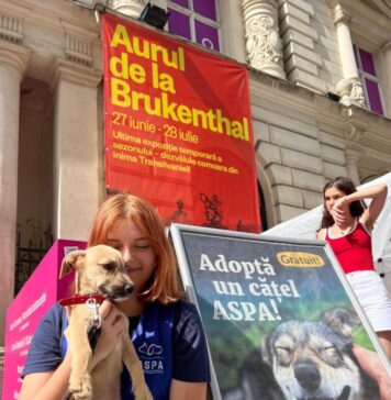 Târg de adopții, sâmbătă, până la ora 16:00, la Art Safari Bucharest