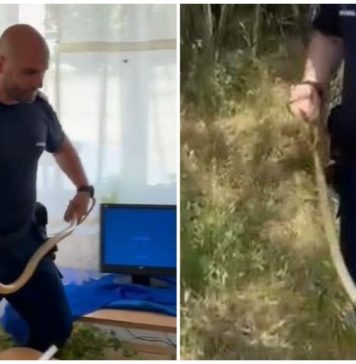 VIDEO/ Șarpe găsit într-o secție de vot din județul Dolj