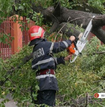 Copacii din Sectorul 4, doborâți de furtuna de acum câteva săptămâni, vor fi oferiți ca lemne de foc pentru oamenii nevoiași