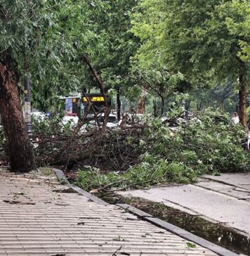 FOTO/ Furtună în Bucureşti. Mai mulţi copaci au fost doborâţi de vânt, unul chiar pe linia de troleu/ Sunt copaci căzuți și în Cișmigiu