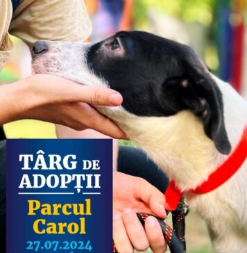 Un nou târg de adopții de căței are loc sâmbătă în Parcul Carol