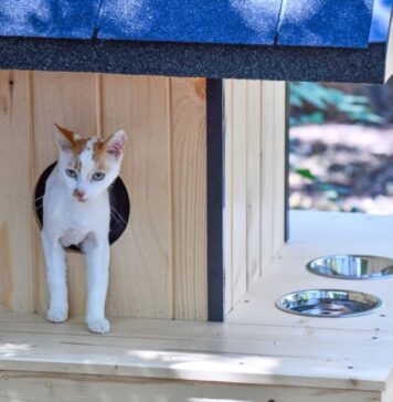 ADPDU Sector 6 continuă amplasarea de căsuțe pentru pisici. Lista COMPLETĂ a locațiilor unde vor fi amplasate aceste adăposturi!