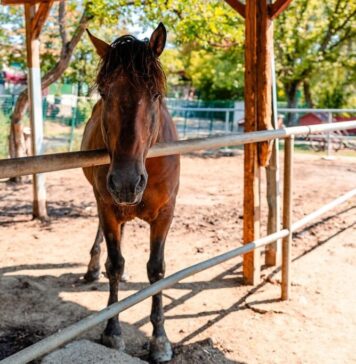 FOTO/ Nicușor Dan: Zeci de cai din Adăpostul „Tei Toboc – Steaua Speranței” pot fi vizitați în fiecare zi