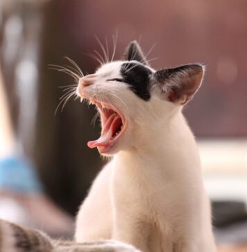 În Sectorul 6 a fost instalată prima căsuţă pentru pisici, în baza unui proiect cu bugetare participativă / VIDEO