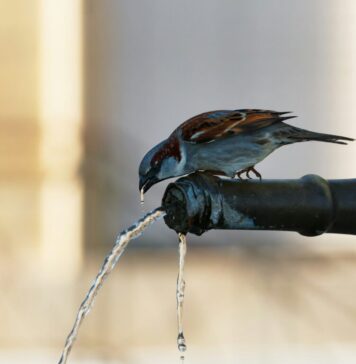 Sectorul 3 va avea cişmele cu apă potabilă şi spaţii urbane dotate cu pulverizatoare de apă