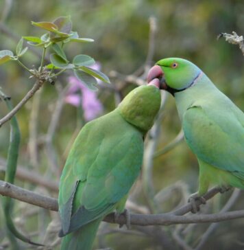Păsări exotice din Africa sau Asia şi-au făcut cuib în parcurile din Capitală