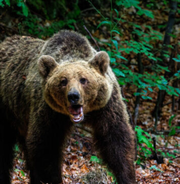 PSD solicită ministrului Mediului să nu accepte „relocarea”, din Italia în România, a unui urs agresiv din regiunea Trento, aşa cum vor activiştii italieni de mediu
