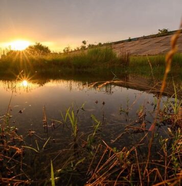 Administrația Parcului Național Văcărești continuă în luna august proiectul „Vara Verde în Văcărești”