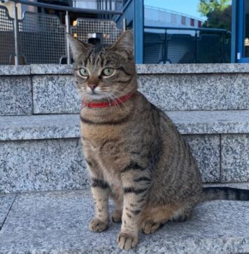 Pisica Vasi, furată de la Aeroportul Otopeni, își dorește să revină acasă! Angajaţii fac apel la cetăţeni pentru a o găsi: ”Ajutați-ne să ne recuperăm mascota”