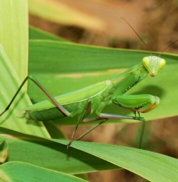 Bucureştiul, invadat de o specie nouă de călugăriţe, venite din Asia