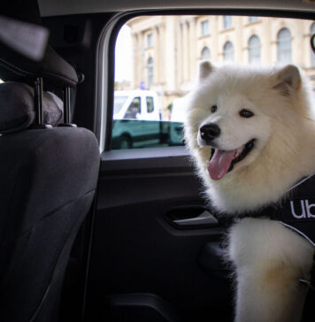 În București se lansează Uber Pet, un nou serviciu pentru cei care călătoresc cu prietenii lor patrupezi