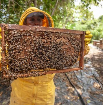 Honey production has dipped drastically due to excessive temperatures