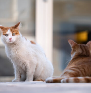 Ce părere au oamenii din Sectorul 6 despre adăposturi din lemn pentru pisicuţe