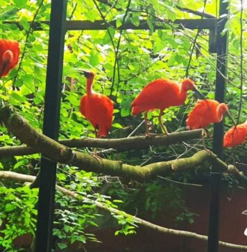 FOTO/ O nouă specie exotică de păsări a fost adusă la Grădina Zoologică București