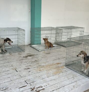 Sterilizările GRATUITE pentru câinii de rasă comună și pisicile fără stăpân din București continuă în luna septembrie: vezi locațiile și programul!