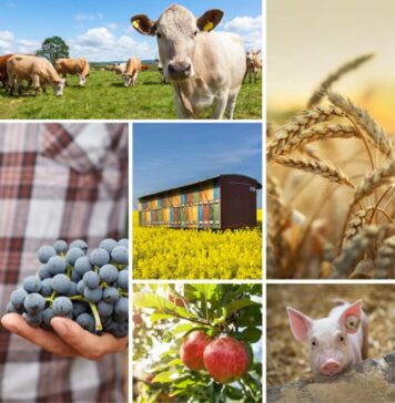 Motreanu (PNL): Uniunea Europeană sprijină dezvoltarea unui sector alimentar și agricol prosper, care să recompenseze fermierii și să fie în avantajul cetățenilor