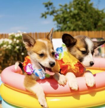Campania „Doggy Pool Party” s-a încheiat cu succes: câinii ASPA au avut parte de momente de neuitat la piscina Dog Scouts Aqua Park