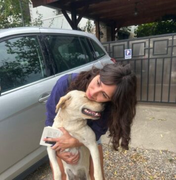 CJ Ilfov anunță o acțiune de sterilizare și microcipare a câinilor fără stăpân în Popești-Leordeni