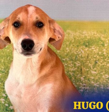 Căței de adoptat la târgul ASPA din Parcul Izvor, pe 21 septembrie