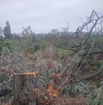 Doi bărbați sunt acuzați de defrișarea a 50 de arbori în Parcul IOR. Poliția face cercetări