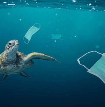 Salubrizarea sectorului urban: un impact pozitiv asupra faunei locale