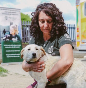 Animalele străzii din Ilfov, câini și pisici, vor primi îngrijire medicală gratuită