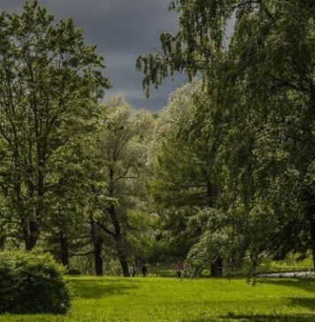 Primăria Sectorului 1 promite patru păduri urbane cu 73.000 de arbori și arbuști prin PNRR