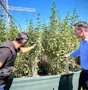 Sectorul 3 se înverzește: Plopi canadieni din pepiniera proprie, plantați în campania de toamnă