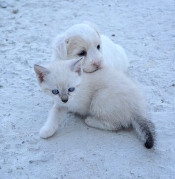 Primăria Sectorului 2, o nouă campanie de sterilizări gratuite pentru câini şi pisici de rasă comună, cu sau fără stăpân