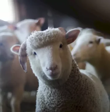 PSD Alba: Declaraţiile preşedintelui CJ privind interzicerea ovinelor la un festival pastoral, iresponsabile