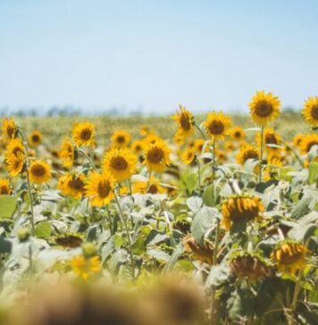 România va avea cea mai slabă recoltă de floarea soarelui din ultimii 15 ani