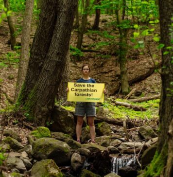 Greenpeace a creat o hartă cu zonele pe care ar trebui să le protejăm de orice exploatare forestieră