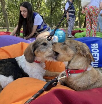 Târg de adopții pentru câini și pisici, sâmbătă, la Muzeul Antipa din București