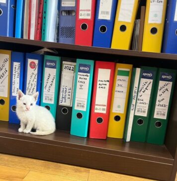 Proiect: Accesul cu animale de companie în Primăria Capitalei, permis, dar cu anumite condiții