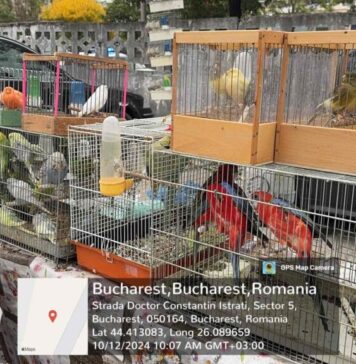 FOTO/VIDEO Păsări protejate de lege, vândute într-un târg din Sectorul 5. Au fost eliberate în natură