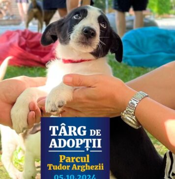 Târg de adopții pentru căței, în Parcul „Tudor Arghezi”
