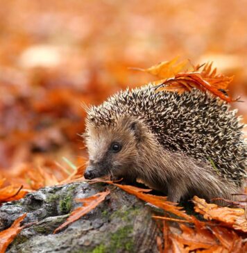 Toamna și nevoile animalelor din Sectorul 5. Iată câteva modalități prin care putem ajuta!