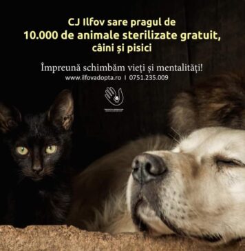 CJ Ilfov sare pragul de 10.000 de animale sterilizate gratuit, în mai puţin de trei ani