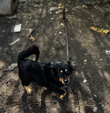 El este Toto, primul câine eliberat din lanț în județul Ilfov. Se plimbă liber în noua casă, cu ajutorul fundației „Ilfov Împreună”