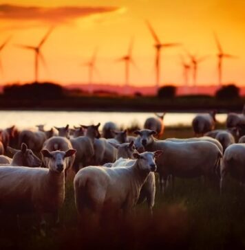 Romania resumes sheep export to Kingdom of Morocco