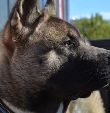 Fetiţă de 6 ani din București, muşcată de obraz de un câine plimbat fără botniţă