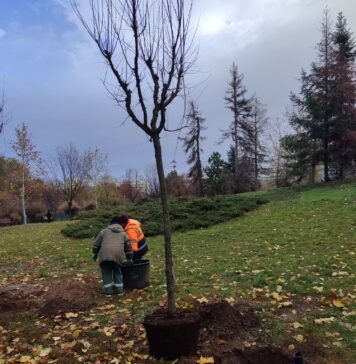 Zeci de copaci, plantați în Parcul Circului