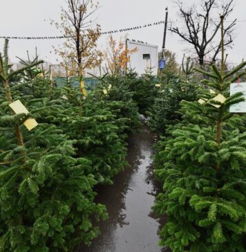 Primăria Sectorului 6 deschide trei pieţe de brazi duminică