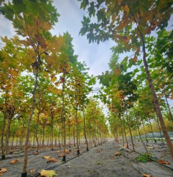 Sector 3: Cum pot primi asociațiile de proprietari copaci pentru transplantare