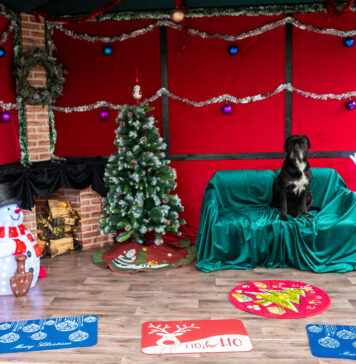 Adăpostul Speranța, apel către influenceri: Transformă magia sărbătorilor în adopții fericite!