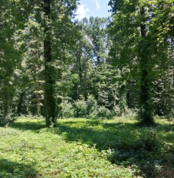 Primăria Sectorului 1 anunță amenajarea Pădurii Băneasa