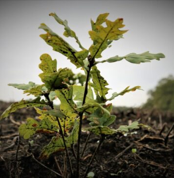 Romsilva va planta circa 3 milioane de puieți forestieri în campania de împăduriri de toamnă