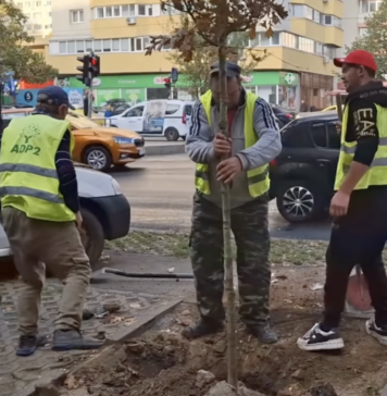 ADP Sector 2 a plantat stejari pe Şoseaua Colentina