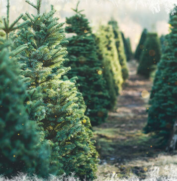 Începând de astăzi, Sezamo livrează brazi naturali / Program de Sărbători!