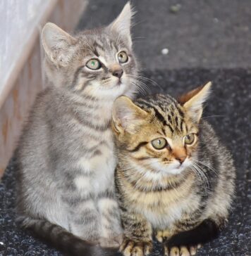 Două pisici drogate, duse de urgență la un spital din București. Explicația bizară a proprietarilor